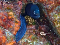 Black Moray photo 2