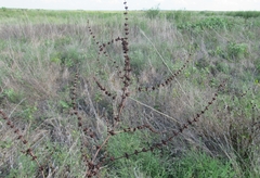 Rumex pulcher