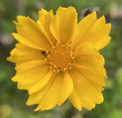 Coreopsis lanceolata