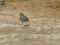 Alaudala rufescens