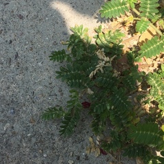 Tribulus cistoides