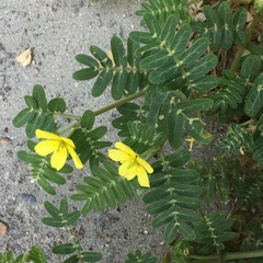 Tribulus cistoides