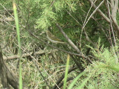 Phylloscopus bonelli