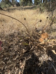 Wyethia angustifolia