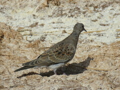 Streptopelia turtur