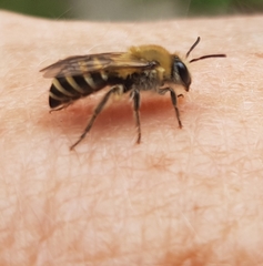 Colletes hederae