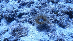 Ceriantharia