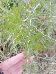 Asparagus burchellii