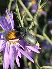 Bothrotes canaliculatus