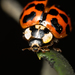 Greater Lady Beetles - Photo (c) Juan Rodolfo Lillo Lobos, some rights reserved (CC BY), uploaded by Juan Rodolfo Lillo Lobos