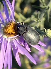 Bothrotes canaliculatus