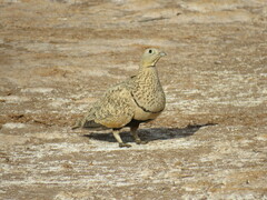 Pterocles orientalis