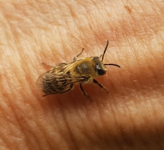 Colletes hederae