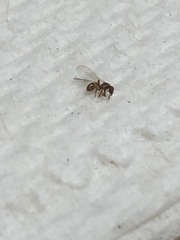 Strumigenys membranifera