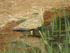 Pterocles orientalis