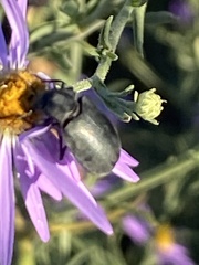 Bothrotes canaliculatus