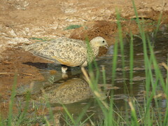Pterocles orientalis