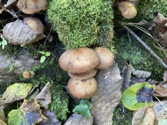Armillaria ostoyae