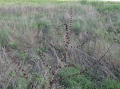 Rumex pulcher