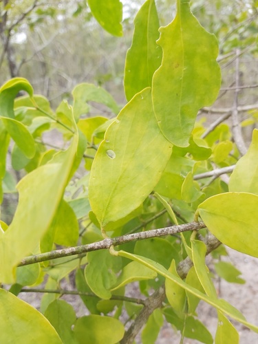 Salvadora persica var. persica image