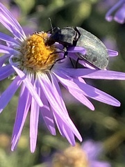 Bothrotes canaliculatus