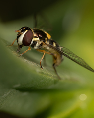 Allograpta hortensis