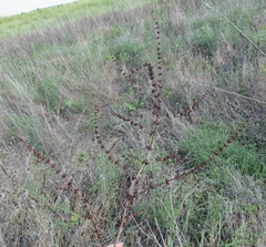 Rumex pulcher