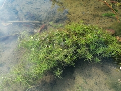 Callitriche palustris
