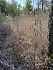 Phragmites
