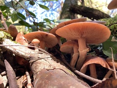 Armillaria ostoyae