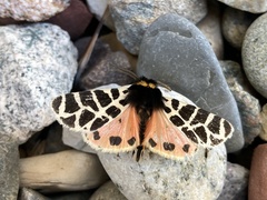 Apantesis nevadensis