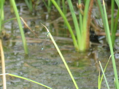 Ischnura
