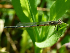 Erythromma lindenii