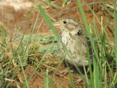 Emberiza calandra