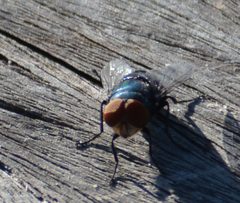 Chrysomya rufifacies