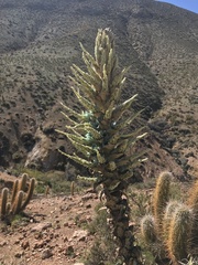 Puya alpestris