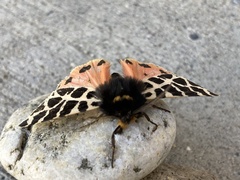 Apantesis nevadensis