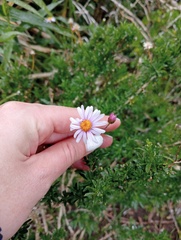 Felicia muricata