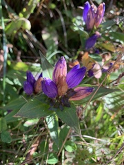 Gentiana clausa