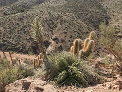 Puya alpestris