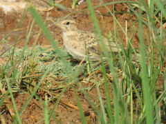 Calandrella brachydactyla