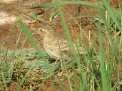 Calandrella brachydactyla