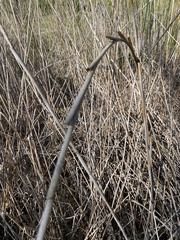 Phragmites
