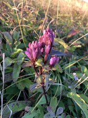 Gentianella quinquefolia