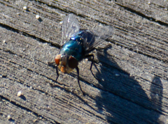 Chrysomya rufifacies