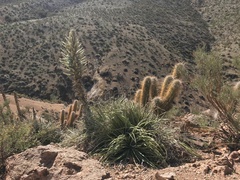 Trichocereus chiloensis