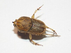 Euoniticellus intermedius