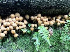 Coprinellus micaceus