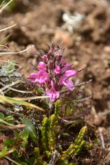 Pedicularis