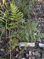 Pteridium latiusculum